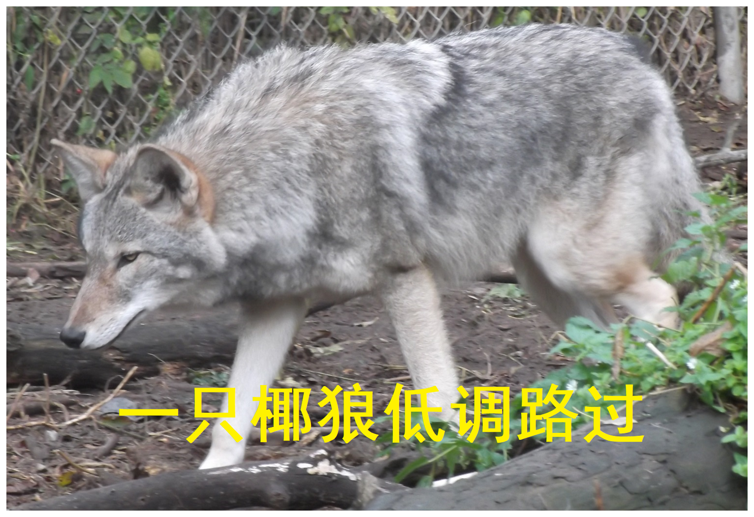 cocoyote.png