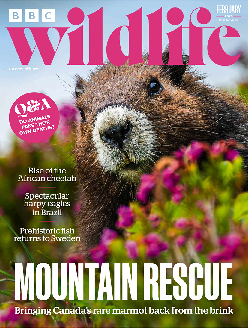BBC_Wildlife_Magazine_-_February_2026_-_En_1.png